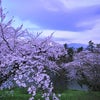 弘前城の桜２の画像