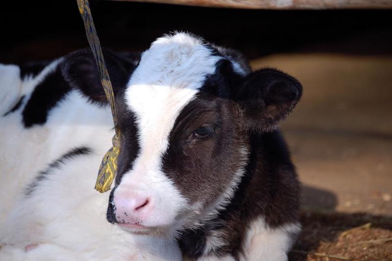 乳 可愛い牛の赤ちゃんが生まれてました 健全なサイト運営にふさわしい癒し系動物無料壁紙まとめ ハルｋａｒａ量産型お尻ａｋｂテポドン夢日記