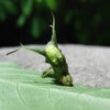 立派な角を持ったシャクガ幼虫の画像