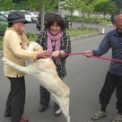 福島県の放浪犬の家族が・・・の記事より
