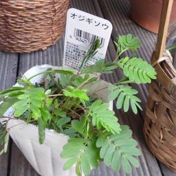 ドゥのハナウタｂｌｏｇ☆-DSC_0068.JPG