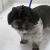５月２０日・横浜市戸塚区で収容された犬（シーズー・オス・白内障・腫瘤）の画像