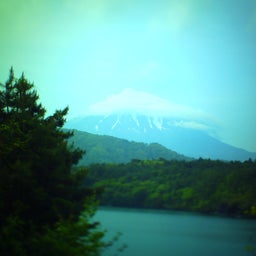 $ハチ♂の飼い主探しの旅