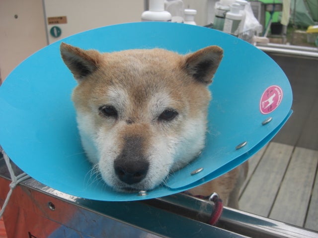 長崎の保健所の命を救う会の代表のブログ　長崎県の動物愛護団体です 犬と猫の里親譲渡会を毎月開催-柴犬ミックスのシャンプー