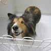 ５月２３日・横浜市都筑区で収容された犬（シェルティ・去勢済みオス・首輪＆リードつき）の画像