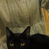 ねこカフェ♪♪♪の画像