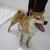 ５月２６日・横浜市鶴見区で収容された犬（柴犬・オス）の画像