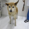 ５月３０日・横浜市西区で収容された犬（柴系雑種・メス・茶革首輪＆リード）の画像