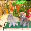 月刊誌　犬吉猫吉　撮影会　at　ナフコ春日店の画像