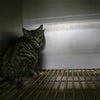 ５月３０日・川崎市幸区で収容の４匹のキジトラ仔猫の画像