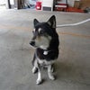 ５月３１日・川崎市川崎区で収容された犬（黒白・メス・首輪なし）の画像