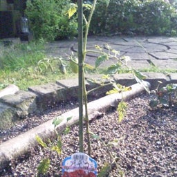 mamakoの気まぐれ日記