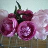 ６月のお花①の画像