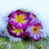 雪と花の画像