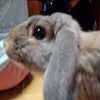 ホーランドロップ０６０７の画像