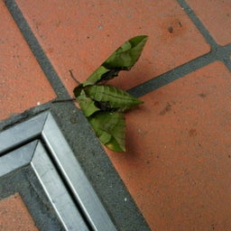 Ｄｊｏｎ　Ｄｏｎ-201106070849000.jpg