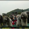 犬吉撮影会　at　恋の浦ガーデンの画像