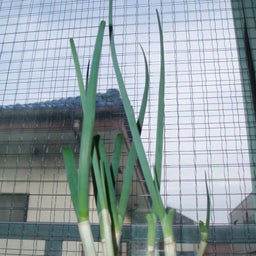 あきらです