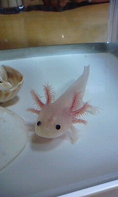 さぁなほちゃんが今日も元気いっぱい行進します[更新ぢぁないよ]..(^^)の記事画像