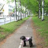 のあさんの道先案内♪の画像
