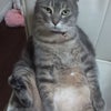 お座り!!の画像