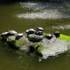 与野バラ公園の画像