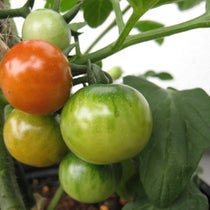 連続摘芯栽培の方法図解 モテ庭のミニトマト連続摘芯栽培