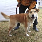 福島県からの保護犬の情報を追加・加筆しました。の記事より