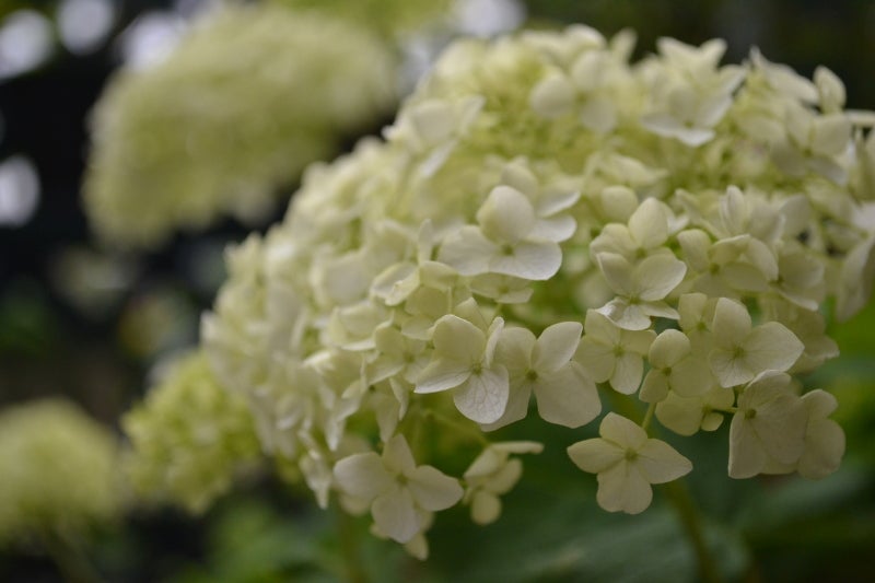 four-leaf clover-アナベル