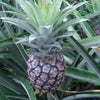 喜界島の “パイナップル” はまだ育成中でした。の画像