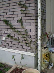 壁面のつるバラ達 るむりさんの おうちと庭