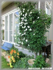 壁面のつるバラ達 るむりさんの おうちと庭