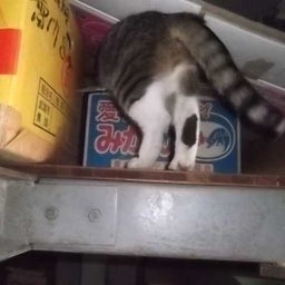 愛に彷徨する愚物の咆哮記 雷電のブログ-20110620 (3)