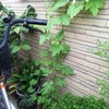 ゴーヤすくすくの画像