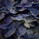 「アレキサンドリア」美しいブルーの紫陽花！の記事より