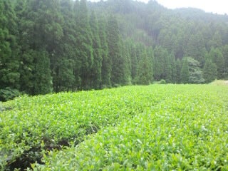 釜炒り茶工房カジハラ園　無農薬のお茶栽培と人生の楽園を求めて…の日々。