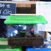 コウロギと鈴虫？の画像
