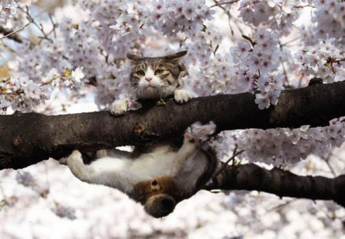 猫ログ-猫と桜