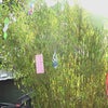 七夕！の画像