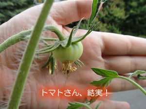 水耕栽培でいってみよう-20110709-トマトさん結実