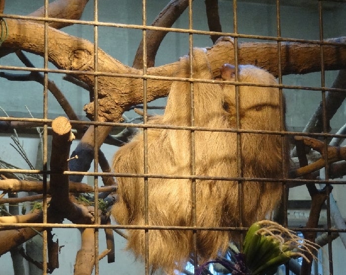 ホフマンナマケモノ 上野動物園 みきまる アニマルランド 動物フォトの世界へ