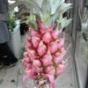 夏には夏らしくの画像
