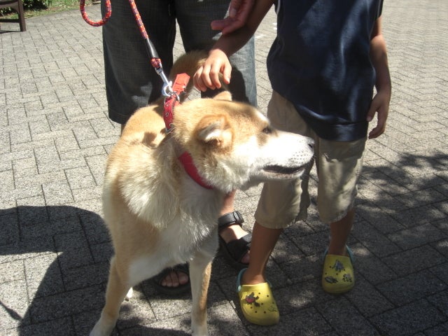 東北動物レスキュー　長崎の保健所の命を救う会の代表のブログ-ヤックルの仮譲渡を里親予定者さんに行いました　♪
