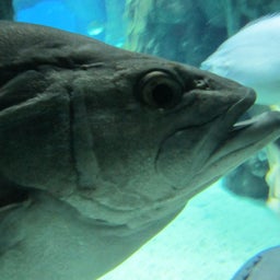 古川のblog 「RE-BORN」-oceanario de lisboa5