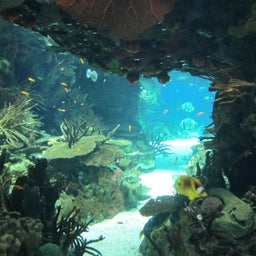 古川のblog 「RE-BORN」-oceanario de lisboa8