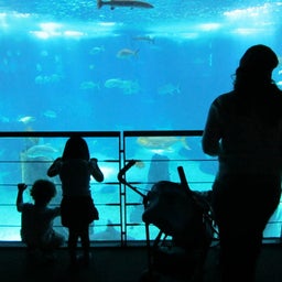 古川のblog 「RE-BORN」-oceanario de lisboa9