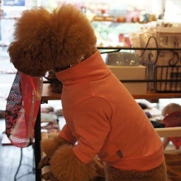 ４プーのfunky funny days