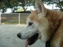 東北動物レスキュー　長崎の保健所の命を救う会の代表のブログ-バロン