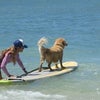 ワイキキのパワースポットビーチとボード犬の画像