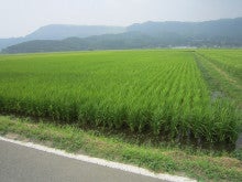 俺の米はうまいっ！故郷、阿蘇のお米の味を知ってもらいたい！